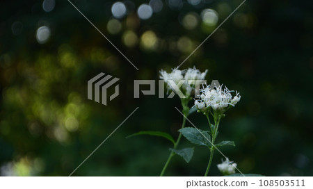 Autumn flowers: Fujibakama 5 108503511