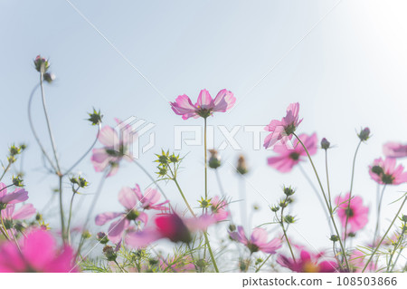 宇宙/秋天影像 108503866