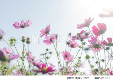 宇宙/秋天影像 108503867