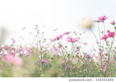 宇宙/秋天影像 108503889