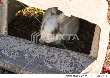 Cute white rabbit among the autumn leaves Cute white rabbit among the autumn leaves 108503991