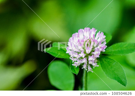 每朵三葉草都是一朵可愛的花。不白不紅的稀有三葉草。 108504626