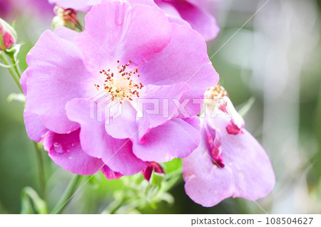 The original species of roses in late autumn, the purple Hermanus The original species of the fragrant rose, Hermanus The original species of roses in late autumn, the purple Hermanus The original species of the fragrant rose, Hermanus 108504627