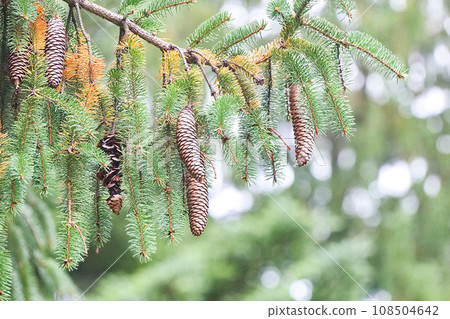 德國雲杉漿果被松鼠吃掉,布穀鳥鐘重量模型 德國雲杉漿果被松鼠吃掉,布穀鳥鐘重量模型 108504642