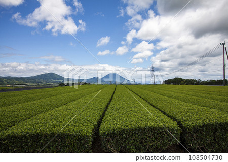 知覽茶園與薩摩富士 知覽茶園與薩摩富士 108504730