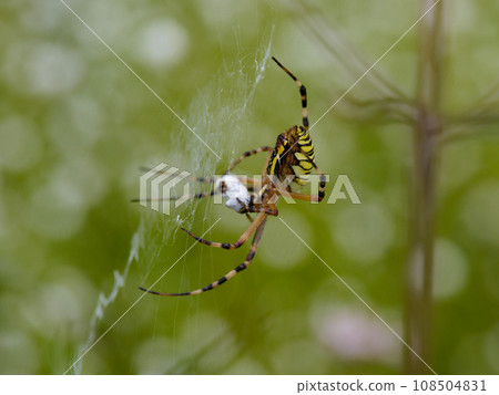 捕食蜘蛛科、蜘蛛科 捕食蜘蛛科、蜘蛛科 108504831