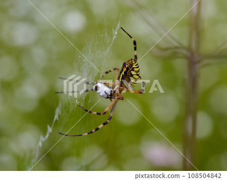 Predation of Araneidae, Araneidae Predation of Araneidae, Araneidae 108504842