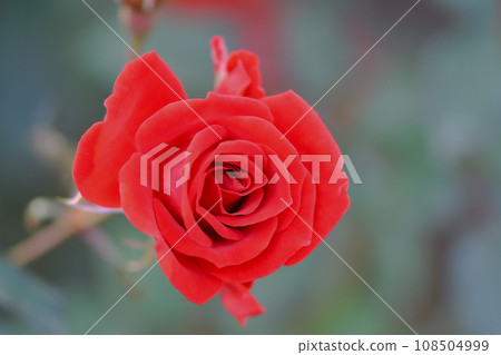 鮮紅的玫瑰 鮮紅的玫瑰 108504999