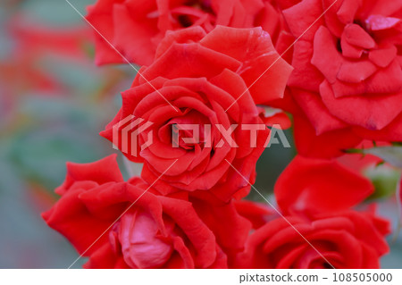 Bright red roses Bright red roses 108505000