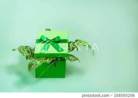 A green cardboard gift box and leaves of a exotic plant sticking out of it on a bright green background. Green not black Friday concept. Purchase ecologically. Selective focus, Copy space. A green cardboard gift box and leaves of a exotic plant sticking out of it on a bright green background. Green not black Friday concept. Purchase ecologically. Selective focus, Copy space. 108505206