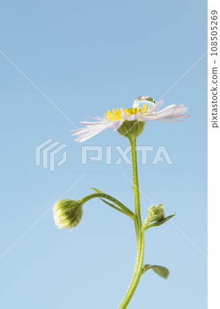 Flower and rain drop Flower and rain drop 108505269