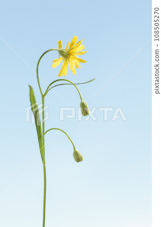 Wild Flower and Buds Wild Flower and Buds 108505270