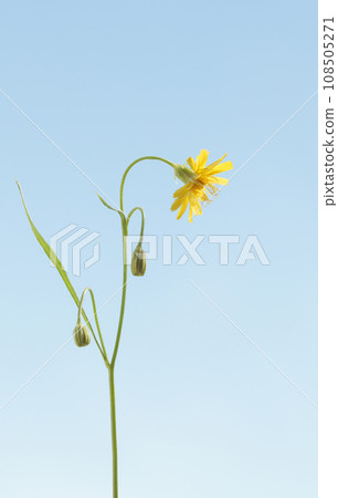 Macro of Crepis vesicaria Macro of Crepis vesicaria 108505271