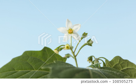 Macro of European black nightshade Macro of European black nightshade 108505275
