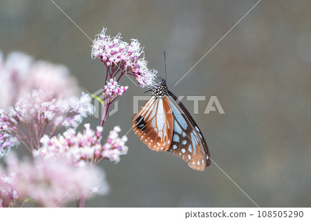 Asagi madara 108505290