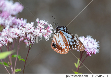 Asagi madara 108505291