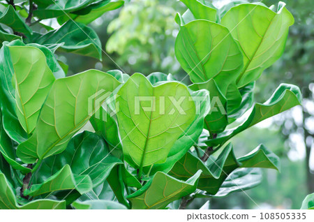 Ficus lyrata Warb, MORACEAE or Fiddle leaf fig 108505335