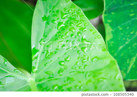 Alocasia, Alocasia macrorrhizos or Alocasia plant or dew drop Alocasia, Alocasia macrorrhizos or Alocasia plant or dew drop 108505340