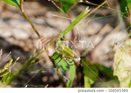 A long-tailed spider that preys on small-tailed locusts♀ 108505360