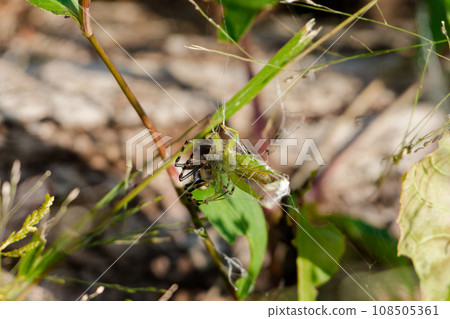 A long-tailed spider that preys on small-tailed locusts♀ A long-tailed spider that preys on small-tailed locusts♀ 108505361
