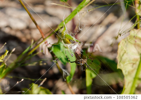 A long-tailed spider that preys on small-tailed locusts♀ 108505362