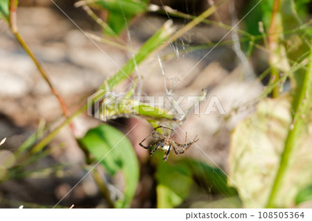 A long-tailed spider that preys on small-tailed locusts♀ A long-tailed spider that preys on small-tailed locusts♀ 108505364