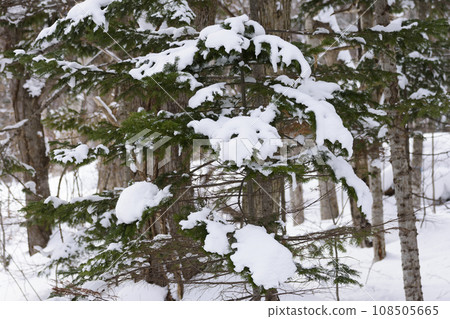 Primeval forest scenery in midwinter Primeval forest scenery in midwinter 108505665