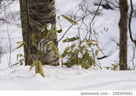 Primeval forest scenery in midwinter Primeval forest scenery in midwinter 108505681