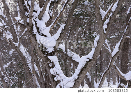 Primeval forest scenery in midwinter 108505815