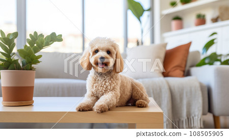 A well-maintained space and a joyful pet illustrate responsible care. 108505905