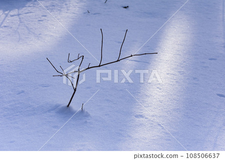 隆冬原始森林雪景 隆冬原始森林雪景 108506637