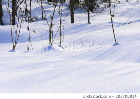 Primeval forest snow scene in midwinter 108506814