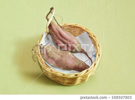 Harvested sweet potatoes, freshly dug sweet potatoes, sweet potatoes in a basket Harvested sweet potatoes, freshly dug sweet potatoes, sweet potatoes in a basket 108507803