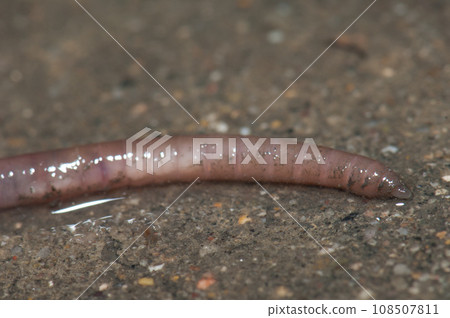 Earthworm. Earthworm. 108507811