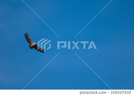 Griffon vulture in flight. 108507930