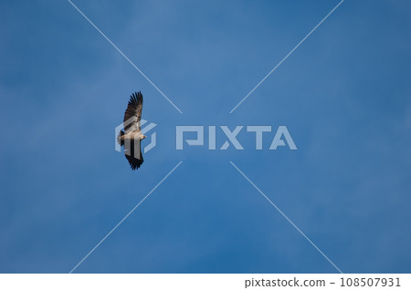Griffon vulture in flight. Griffon vulture in flight. 108507931