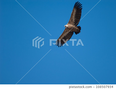 Griffon vulture in flight. 108507934