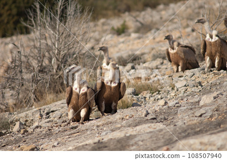 Griffon vultures. 108507940