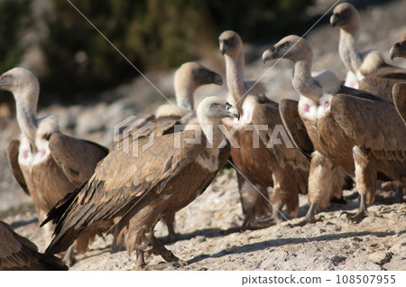 Griffon vultures. Griffon vultures. 108507955