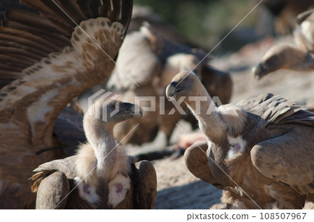 Griffon vultures. 108507967