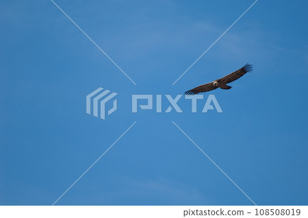 Griffon vulture in flight. Griffon vulture in flight. 108508019
