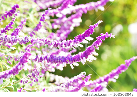 Amethyst sage flower flower garden bright purple amethyst sage image material 108508042
