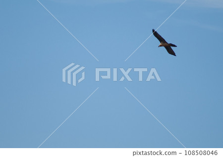 Bearded vulture in flight. 108508046