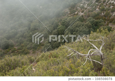 Dead tree and mediterranean forest in the fog. Dead tree and mediterranean forest in the fog. 108508078