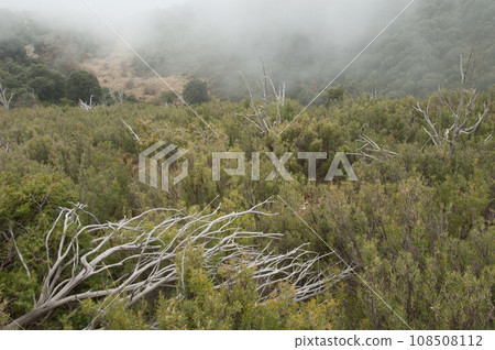 Dead trees and mediterranean forest in the fog. 108508112