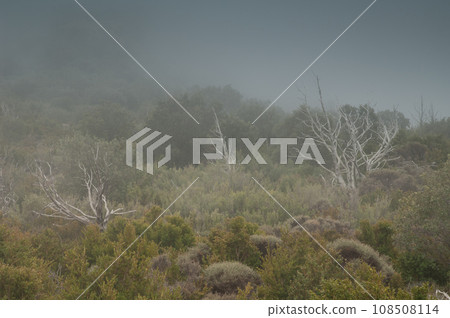 Dead trees and mediterranean forest in the fog. 108508114