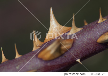 Branch of dog rose. 108508123