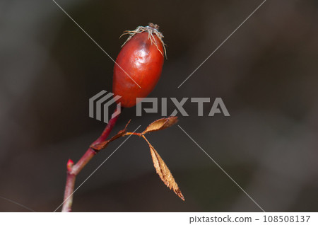 Fruit and leaves of dog rose. Fruit and leaves of dog rose. 108508137