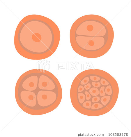The process of cell division during fertilization. Egg cell division. Fertilization of the egg. Zygote. 108508378