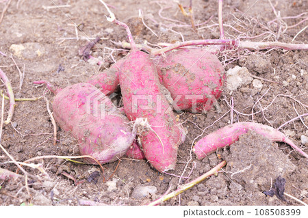 Harvested sweet potatoes, freshly dug sweet potatoes, sweet potato field image material Harvested sweet potatoes, freshly dug sweet potatoes, sweet potato field image material 108508399